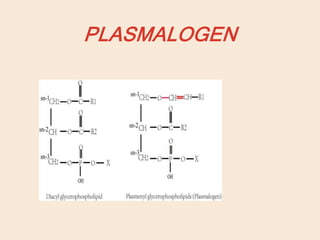 PLASMALOGEN
 