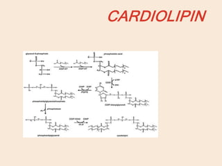 CARDIOLIPIN
 