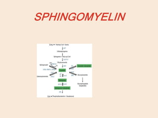SPHINGOMYELIN
 