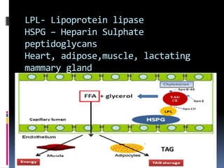Lipid transport 2020 | PPT