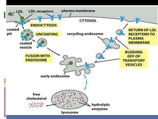 Lipid transport 2020 | PPT