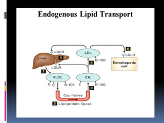 Lipid transport 2020 | PPT