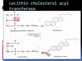 Lipid transport 2020 | PPT