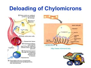 Deloading of Chylomicrons http://www.richmond.edu   