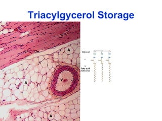 Triacylgycerol Storage 