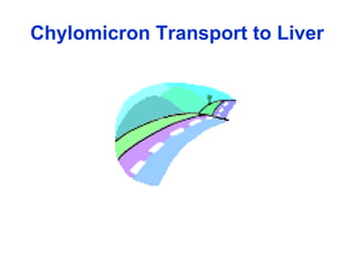Chylomicron Transport to Liver 