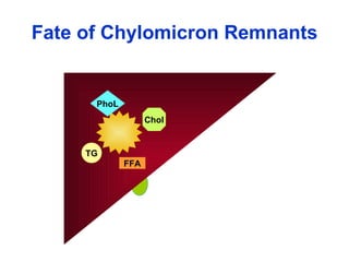 Fate of Chylomicron Remnants Chol TG FFA PhoL 