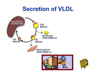 Secretion of VLDL 