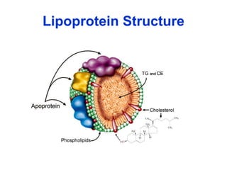 Lipoprotein Structure 