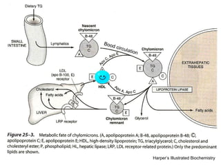 Bood circulation Harper’s Illustrated Biochemistry 