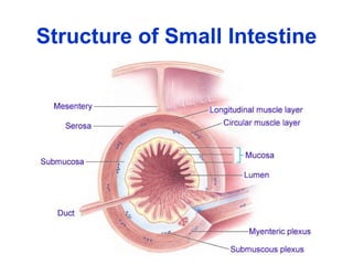 Structure of Small Intestine 