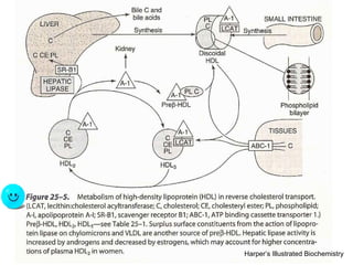 Harper’s Illustrated Biochemistry 