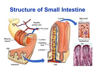 Structure of Small Intestine 