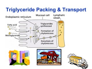 Triglyceride Packing & Transport   
