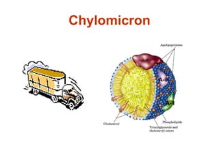 Chylomicron A-II A-II 