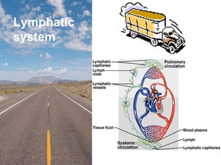 Lymphatic system 
