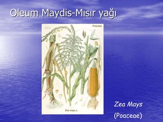 Oleum Maydis-Mısır yağı 
Zea Mays 
(Poaceae) 
 