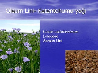 Oleum Lini- Ketentohumu yağı 
Linum usitatissimum 
Linaceae 
Semen Lini 
 