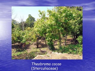 Theobroma cacao 
(Sterculiaceae) 
 