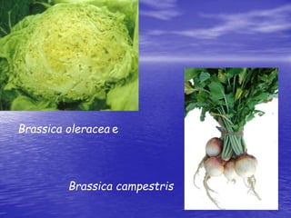Brassica oleracea e 
Brassica campestris 
 