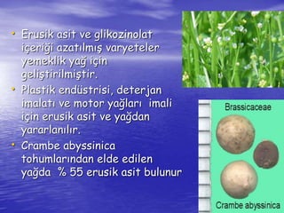 • Erusik asit ve glikozinolat 
içeriği azatılmış varyeteler 
yemeklik yağ için 
geliştirilmiştir. 
• Plastik endüstrisi, deterjan 
imalatı ve motor yağları imali 
için erusik asit ve yağdan 
yararlanılır. 
• Crambe abyssinica 
tohumlarından elde edilen 
yağda % 55 erusik asit bulunur 
 