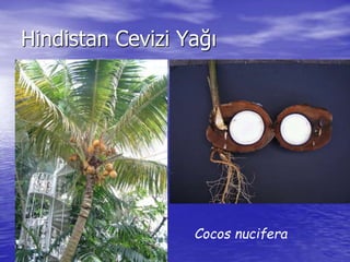 Hindistan Cevizi Yağı 
Cocos nucifera 
 