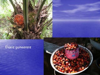 Elaeis guineensis 
 