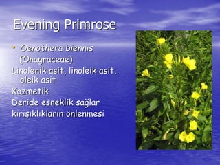 Evening Primrose 
• Oenothera biennis 
(Onagraceae) 
Linolenik asit, linoleik asit, 
oleik asit 
Kozmetik 
Deride esneklik sağlar 
kırışıklıkların önlenmesi 
 