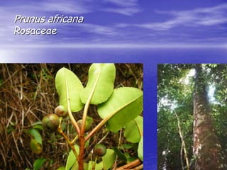 Prunus africana 
Rosaceae 
 