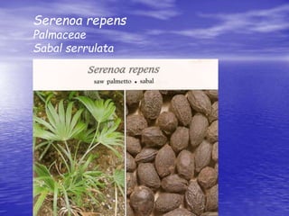 Serenoa repens 
Palmaceae 
Sabal serrulata 
 