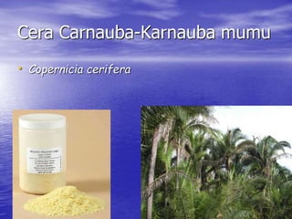 Cera Carnauba-Karnauba mumu 
• Copernicia cerifera 
 