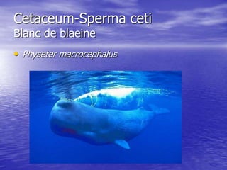 Cetaceum-Sperma ceti 
Blanc de blaeine 
• Physeter macrocephalus 
 