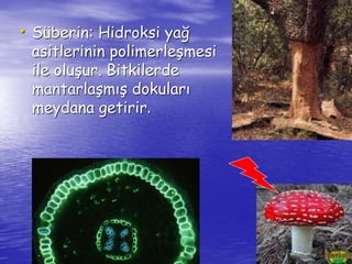 • Süberin: Hidroksi yağ 
asitlerinin polimerleşmesi 
ile oluşur. Bitkilerde 
mantarlaşmış dokuları 
meydana getirir. 
 