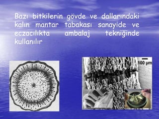 Bazı bitkilerin gövde ve dallarındaki 
kalın mantar tabakası sanayide ve 
eczacılıkta ambalaj tekniğinde 
kullanılır 
 