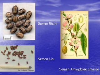 Semen Ricini 
Semen Lini 
Semen Amygdalae amarae 
 