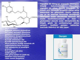 Yaprakta 60-90mg/gr oranında oleuropein 
bileşiği bulunmaktadır. Oleuropein 
yaprağın en etken fenolik bileşiğidir. Bu 
bileşik aynı zamanda terapötik etkiye sahip 
sekoiridoit bir glikozitdir. Zeytin yaprağı 
çay ya da ekstrakt formunda alındığında 
oleuropein insan vücudunda bulunan iki 
enzim tarafından(esteraz ve beta – 
glukozidaz) elenoik aside dönüştürülür.Bu 
bileşik güçlü bir antibakteriyal etkiye 
sahiptir, özellikle patojen bakteriler 
üzerinde öldürücü bir etki yapar. 
Hücre Yenileyici 
Bağışıklık sistemini güçlendirme 
Kan şekeri seviyesini düzenleme 
kolesterol seviyesini düzenleme 
Kan basıncını dengeleme(yüksek 
tansiyonu olanlar için) 
Kuvvetli antioksidan etki 
Kuvvetli antimikrobiyal etki 
Hücre yenileyici özelliği sayesinde cilt 
yaşlanmalarına karşı koruyucu 
Cildi sıkılaştırma ve esnekliğini 
arttırma 
İnce çizgileri yok etme 
Selülit giderici 
Cildi güneş ışınları ve çeşitli dış 
faktörlere karşı koruyucu 
Cildin nemini dengeleme 
 