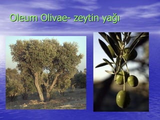 Oleum Olivae- zeytin yağı 
 