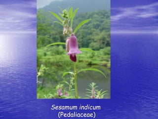 Sesamum indicum 
(Pedaliaceae) 
 