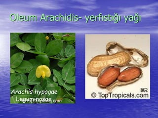 Oleum Arachidis- yerfıstığı yağı 
Arachis hypogae 
Leguminosae 
 