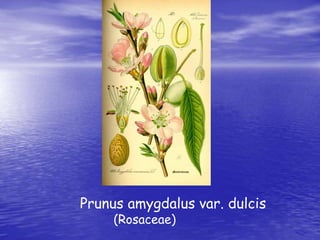 Prunus amygdalus var. dulcis 
(Rosaceae) 
 