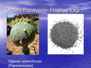 Oleum Papaveris- Haşhaş yağı 
Papaver somniferum 
(Papaveraceae) 
 