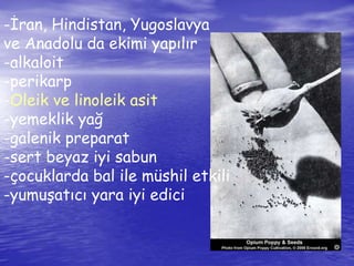 -İran, Hindistan, Yugoslavya 
ve Anadolu da ekimi yapılır 
-alkaloit 
-perikarp 
-Oleik ve linoleik asit 
-yemeklik yağ 
-galenik preparat 
-sert beyaz iyi sabun 
-çocuklarda bal ile müshil etkili 
-yumuşatıcı yara iyi edici 
 