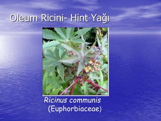 Oleum Ricini- Hint Yağı 
Ricinus communis 
(Euphorbiaceae) 
 