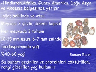 -Hindistan,Afrika, Güney Amerika, Doğu Asya 
ve Akdeniz bölgesinde yetişir 
-ağaç şeklinde ve otsu 
Meyvası 3 gözlü, dikenli kapsül 
Her meyvada 3 tohum 
10-15 mm uzun, 6-7 mm eninde 
-endospermada yağ 
%40-60 yağ 
Su buharı geçirilen ve proteinleri çöktürülen, 
rengi giderilen yağ kullanılır 
Semen Ricini 
 
