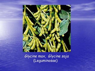 Glycine max, Glycine soja 
(Leguminosae) 
 