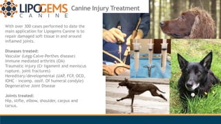 Canine Injury Treatment
With over 300 cases performed to date the
main application for Lipogems Canine is to
repair damage...