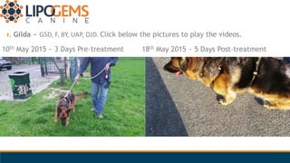 1. Gilda ~ GSD, F, 8Y, UAP, DJD. Click below the pictures to play the videos.
10th May 2015 ~ 3 Days Pre-treatment 18th Ma...