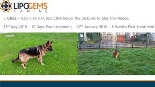 1. Gilda ~ GSD, F, 8Y, UAP, DJD. Click below the pictures to play the videos.
23rd May 2015 ~ 10 Days Post-treatment 12TH ...