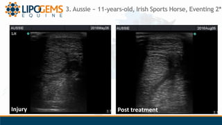 Injury Post treatment
3. Aussie ~ 11-years-old, Irish Sports Horse, Eventing 2*
 