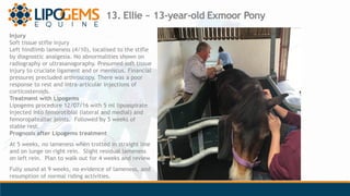 13. Ellie ~ 13-year-old Exmoor Pony
Injury
Soft tissue stifle injury
Left hindlimb lameness (4/10), localised to the stifl...